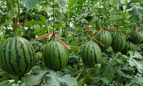 开封五中吃瓜,揭秘校园里的“瓜田”风云