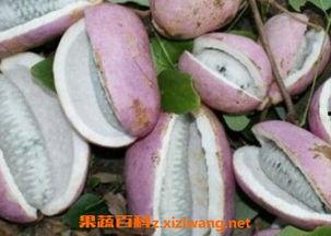 孕妇可以吃八月瓜吗,八月瓜的营养与益处