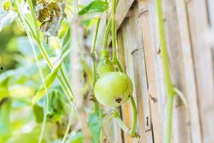 老人吃葫芦瓜,老年人的健康佳品