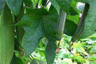 博主吃的水瓜,博主亲测水瓜美味分享