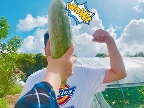 网红吃瓜爆料,娱乐圈幕后真相大曝光！