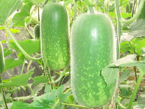 沈妩吃瓜,揭秘娱乐圈背后的那些事儿