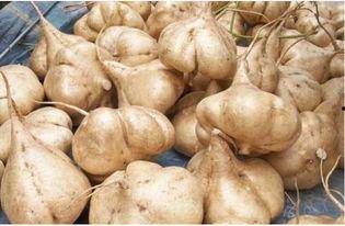 凉薯吃瓜,夏日清爽新体验