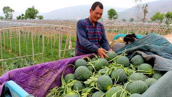 肥乡县城吃瓜事件,一场引发热议的街头冲突纪实