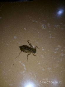 虾子吃小瓜虫,共生共荣的生态奇观