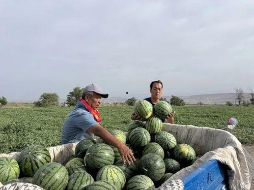 柘汪吃瓜,揭秘当地特色美食背后的故事