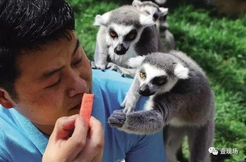 什么动物吃小瓜