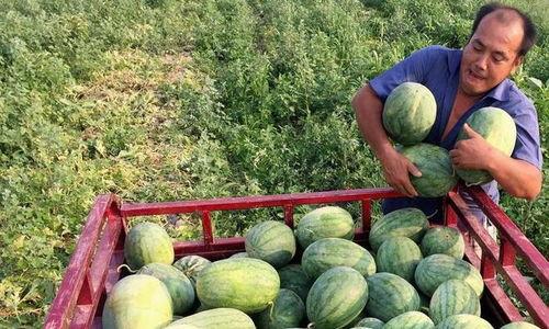 广东人甘肃吃瓜,广东人甘肃吃瓜的奇妙之旅