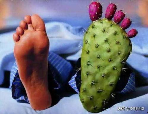 吃虎耳瓜痛风,揭秘食用虎耳瓜与痛风之间的关联