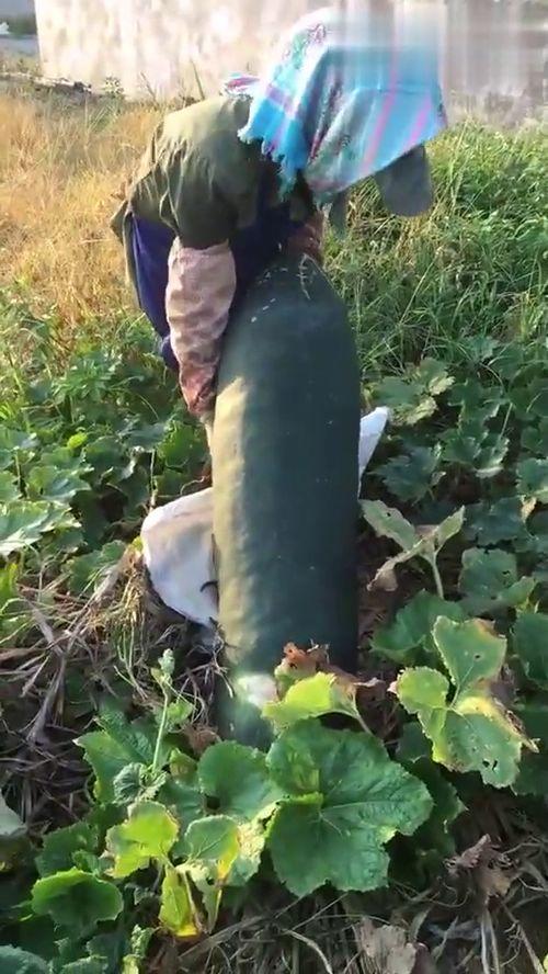 梦见吃瓜烂,瓜熟蒂落，揭秘吃瓜烂生的神秘寓意