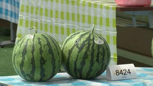 嘉兴吃瓜哥,揭秘当地美食背后的故事