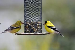 吃瓜的那个鸟,吃瓜鸟的奇妙食旅记