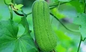 现在吃三瓜,三瓜美食盛宴,轻松打造清凉一夏”