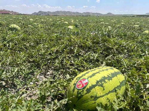 花样吃瓜来宁夏,花样吃瓜盛宴来袭