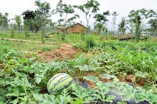 热点吃瓜社,揭秘娱乐圈最新八卦，带你领略明星幕后故事