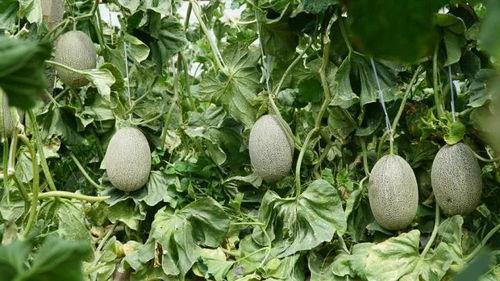 棚里吃瓜,夏日清凉时光